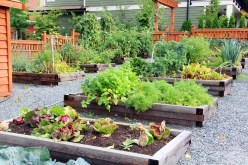 Seasonal Planting: Tips for Year-Round Vegetable Gardening at Home